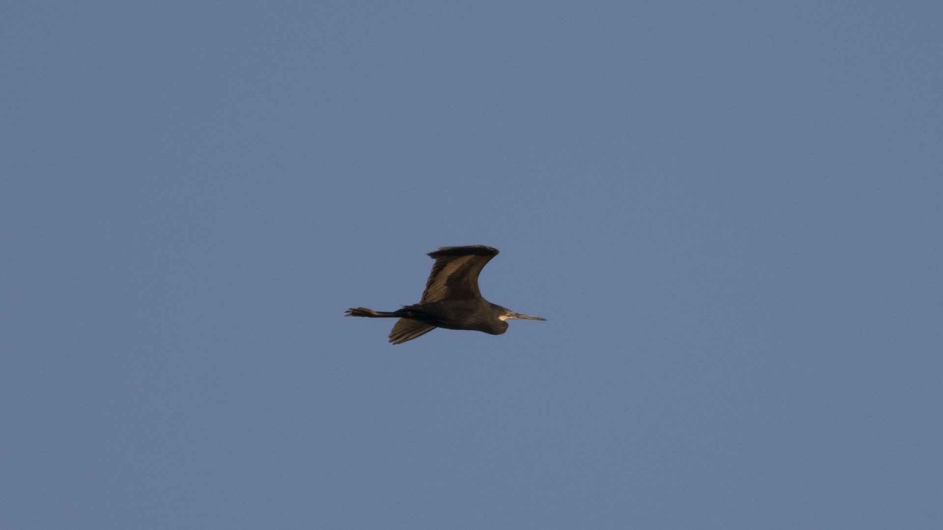 Western Reef-Heron